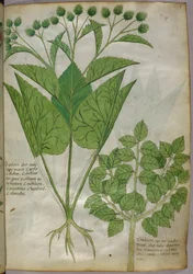 Botanische illustratie van planten, ca. 1440 (inkt en kleur op perkament)