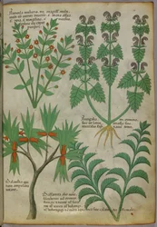 Botanische illustratie van planten, ca. 1440 (inkt en kleur op perkament)