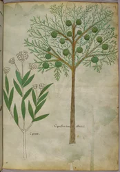 Botanische illustratie van planten, ca. 1440 (inkt en kleur op perkament)