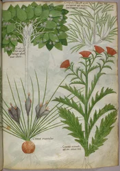 Botanische illustratie van planten, ca. 1440 (inkt en kleur op perkament)
