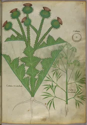 Botanische illustratie van planten, ca. 1440 (inkt en kleur op perkament)