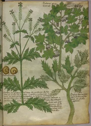 Botanische illustratie van planten, ca. 1440 (inkt en kleur op perkament)