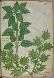 Botanische illustratie van planten, ca. 1440 (inkt en kleur op perkament)