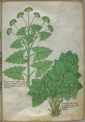 Botanische illustratie van planten, ca. 1440 (inkt en kleur op perkament)