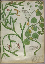 Botanische illustratie van planten, waaronder een clematis, en een slang, ca. 1440 (inkt en kleur op perkament)