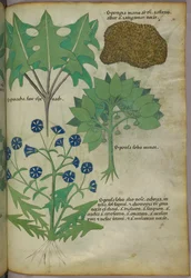 Botanische illustratie van planten, waaronder een spons, ca. 1440 (inkt en kleur op perkament)