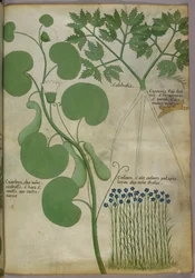 Botanische illustratie van planten, inclusief bloemen, ca. 1440 (inkt en kleur op perkament)