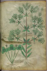 Botanische illustratie van planten met een dier, ca. 1440 (inkt en kleur op perkament)