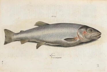 Carpione vis, illustratie uit 