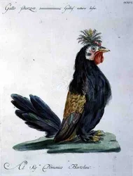 Haan, c.1767-76