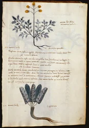 Cod. CCXXXVII Artemisia en lapparium, geneeskrachtige planten uit een 
