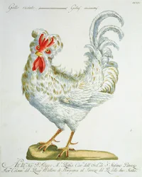 Krulharige Haan, ca. 1767-76