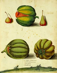 Erfstuk Pompoen door Ulisse Aldrovandi