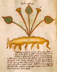 Herba Nasturzio door Orgione Rizzardo
