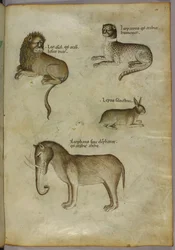 Illustratie van een leeuw, een luipaard, een konijn en een olifant