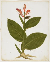 Indisch Schot (Canna indica)
