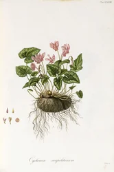 Klimopbladige cyclamen - Cyclamen neapolitanum