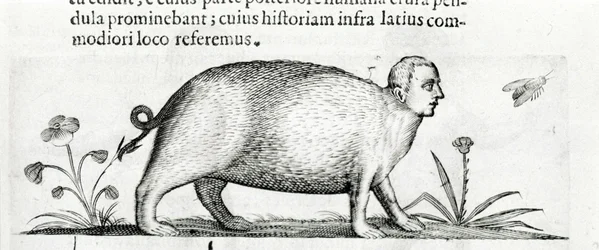 De manticore - in 