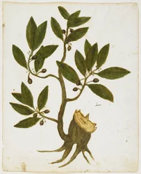 Laurierboom (Laurus nobilis)