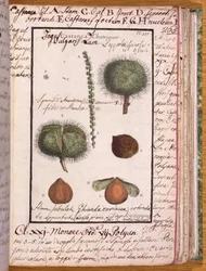 Kastanje, uit Dizionario di Botanica