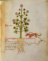 Ms 1591 Fol.38r Herba negra