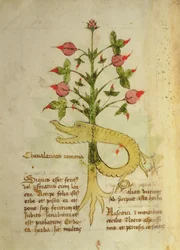 Herba Chavalaritas Romana, eind 15e eeuw