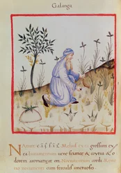 Ms 3054 f.22 Oogsten van galangal, uit 