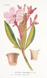 Nerium Oleander el Bubro, Plaat XLVIII, uit LAntotrofia Ossia La Coltivazione DeFiori door Antonio Piccioli, uitgegeven 1834