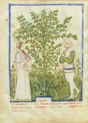 Selderij, uit Tacuinum Sanitatis