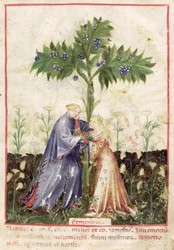 Venkel, uit Tacuinum Sanitatis