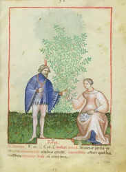 Rozen, uit Tacuinum Sanitatis