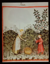 Nova 2644 f.32r Dille verzamelen, Tacuinum Sanitatis Codex Vindobonensis