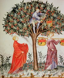 Nova 2644 fol.12r Kersen plukken, uit de Tacuinum Sanitatis Codex Vindobonensis