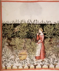 Nova 2644 fol.49 r Kikkererwten plukken, Tacuinum Sanitatis Codex Vindobonensis