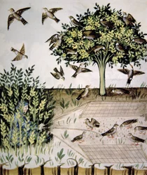 Tortelduiven, illustratie uit Tacuinum Sanitatis Codex Vindobonensis
