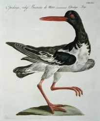 Scholekster, ca. 1767-76