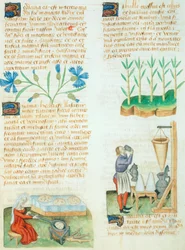 Pagina uit de Tractatus de Herbis door Dioscorides Pedanius