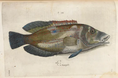 Papagallo (Nematistius pectorialis), illustratie uit 