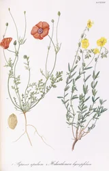 Papaver apulum en Helianthemum hyssopifolum, 1811-1838