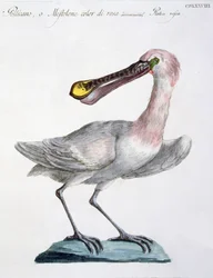 Pelicaan, ca. 1767-76