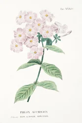 Phlox Acuminata, Plaat XXXIV, uit L