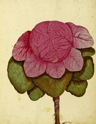 Savooikool van Verona door Ulisse Aldrovandi