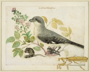 Klauwier en een bidsprinkhaan (voor Cassiano dal Pozzo Papiermuseum)