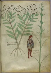Sloane 4016 f.54 Man die in een pot urineert, uit 