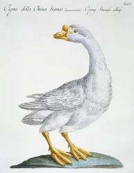 Zwaan, ca. 1767-76