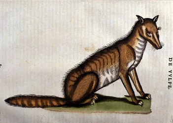 De Vos, illustratie uit Historia Animalium door Conrad Gesner, 1560