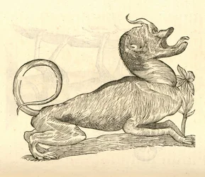 Illustratie van Canis monstroso capite uit Aldrovandis Geschiedenis van Monsters, 1642