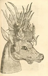 Illustratie van Capreolus Polyceros uit Aldrovandi