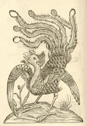 Illustratie van Gallus Indicus auritus tridactylus uit Aldrovandi