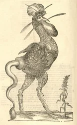 Illustratie van Gallus monstrosus uit Aldrovandi